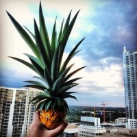 ATX Pinery logo - Similar company to Hirerpro