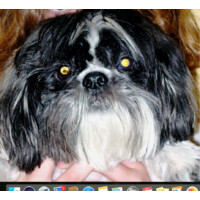 Crazy Old Dog Properties, Llc
