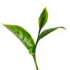 Umatara Tea Estate logo - Similar company to Grapecon Technologies Pvt Ltd