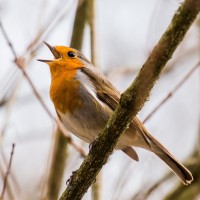 Birdsong Academy