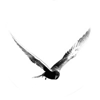 Film Studio Aves logo - Similar company to Film Studio Effe