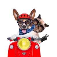 Linora Live Animal Transport Company logo - Similar company to Yellow Crocodiles