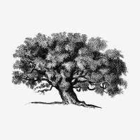 Preserved Nature logo - Similar company to Plants Design