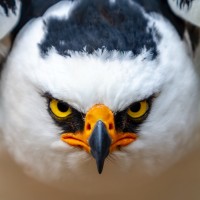 FEEL THE WILD logo - Similar company to Future Of Space