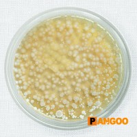 PANGOO® Focus On Animal Natural Health! logo - Similar company to Quest Innovate