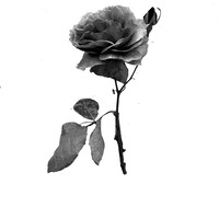 RoseWater Cocktail Co. logo - Similar company to Rosewater Capital Ltd