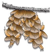 Lam Tree Service