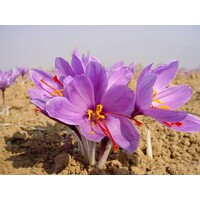 Kashmiri Organic Saffron logo - Similar company to Silver Salt Engineering