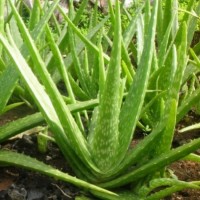 Aloe Vera - santé forme et bien-être logo - Similar company to Elsa Bien-Être