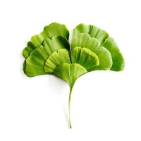 Botanical Extracts logo - Similar company to Native Extracts Pty Ltd