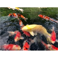 新潟大学錦鯉学センター logo - Similar company to Play It Koi