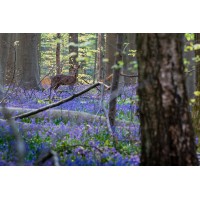 Nationaal Park Brabantse Wouden logo - Similar company to Wild Oaks