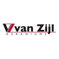 Van Zijl Geraniums