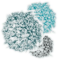 Salsa Biotherapeutics