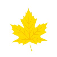 Yellow Maple Online Specialists logo - Similar company to Suraj Gupta Cpa Cga