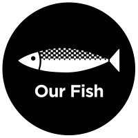 Our Fish logo - Similar company to Bluebeat Group