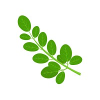 Moringa Nursery logo - Similar company to Moringa 5000