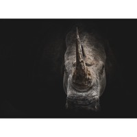 Rhinoptimos Capital Partners logo - Similar company to Jkb Consultancy