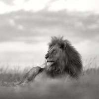 Lindeque Family Office logo - Similar company to Nanotego