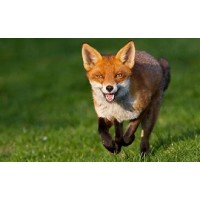 Quick Fox Music Publishing logo - Similar company to Daschent