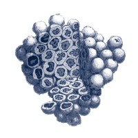 STEM CELLS Journal logo - Similar company to Queryproof