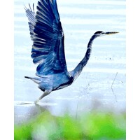 For Graceful Transitions An End-of-Life Doula logo - Similar company to Compassionate Care Hospice Llc