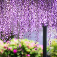 Wisteria Rose Creations