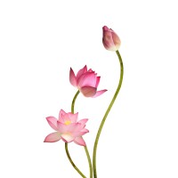 LOTUS IC logo - Similar company to Pec Project Engineering + Consulting Ag