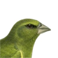 Greenfinch Software logo - Similar company to Wildcard Software