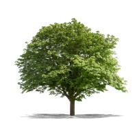 Chestnut Tree logo - Similar company to Chestnut Treehouse Ellenwood