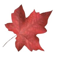 Maple Tree Education Centre Limited logo - Similar company to Harf Fragrances