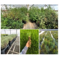 North Fork Native Plants logo - Similar company to Columbia Seeds Llc