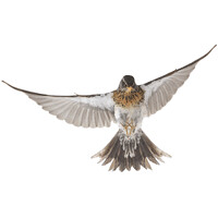 Fieldfare Modelling GmbH logo - Similar company to Modelling Expert Ltd