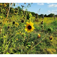 The Great Outdoor Classroom Project 🌻 logo - Similar company to The Outdoor Teacher Ltd