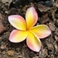 Garden City Therapy, PLLC logo - Similar company to On Par Therapy Nyc