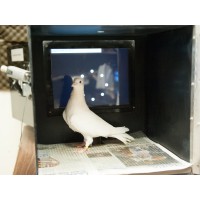 Aaron Blaisdell's Comparative Cognition Lab logo - Similar company to Comparative Cognition Lab @Uc San Diego