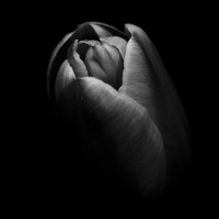 The Black Tulip Organization Inc. logo - Similar company to Black Tulip Asset Management