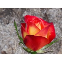 Career Bloom logo - Similar company to Habitat Partners Ng