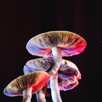 NANO Fungi logo - Similar company to Nano Rx™