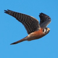 Nature Friends logo - Similar company to Union Of Nature