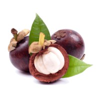 Mangosteen Indonesia logo - Similar company to Rootvego Mangosteen Supplier