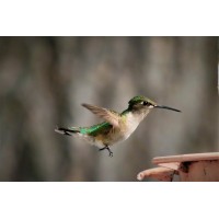 Portage Photography