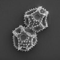 UNIL biological electron microscopy logo - Similar company to Biological Electron Microscopy