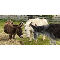 THE ISLE OF WIGHT DONKEY SANCTUARY logo - Similar company to Innovative Physics Japan