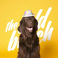 the Odd Bunch logo - Similar company to The Odd Bunch⎥We Build Brands With Purpose