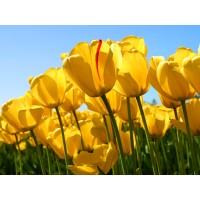 Papa Local SEO logo - Similar company to Abacus