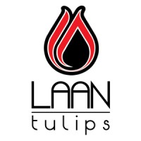 Laan Tulips