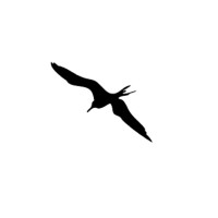 Pajaros logo - Similar company to Keen Communications Group