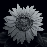 Wildflower International, LTD. logo - Similar company to Z-Wave.Me