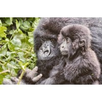 Lineage Gorilla Safaris logo - Similar company to Trueafrica - The Safari Company